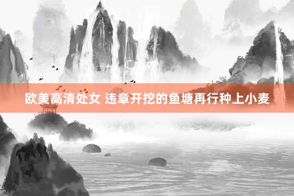 欧美高清处女 违章开挖的鱼塘再行种上小麦